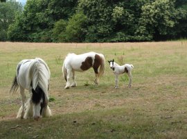 Foal